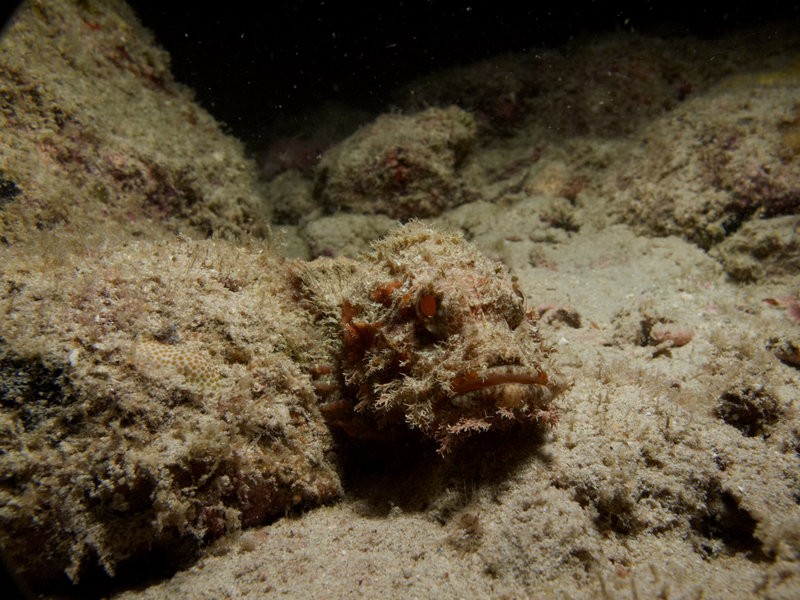 Scorpion Fish